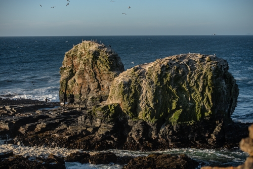 PUNTA DE LOBOS